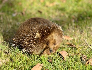 Echidna in grass